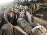 Getting some post-mortems done on light ewes in your flock can be very helpful.