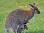 Biosecurity NZ has launched a new campaign targeting wallabies. Photo Credit: Ministry for Primary Industries.