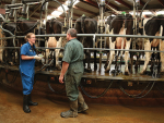 During lactation, cows can become infected with contagious or environmental mastitis bacteria.