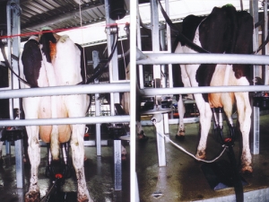 Last season’s final milk payout ‘disappointing’