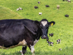 BCS gains over dry period require strategic planning, says SealesWinslow dairy nutrition expert