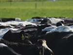 Farmers have various tools available to optimise heat detection in herds.