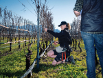 New Vintage: Good thyme for viticulturist Nina Downer