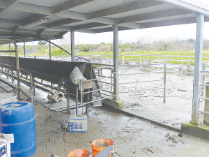 More than a week after the huge flood, the yards and dairy shed of the Hamilton family-owned farm on the south bank of the Buller region remain covered in silt.