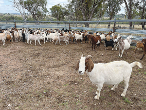 New export records for Aussie goatmeat