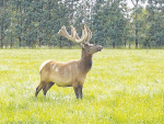 Deer farmer&#039;s roaring success
