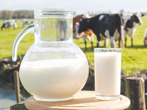 Whole milk powder prices rise 5%