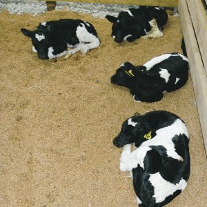 Trial finds stones match sawdust