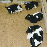 Trial finds stones match sawdust