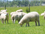 Studies on lower North Island farms have shown that 2-7% (average around 5%) of mixed-age ewes have udder defects.