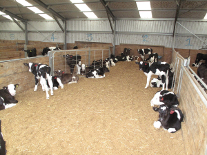 Calves should be given a single treatment at four days old and the product&#039;s approved for use on organic farms.