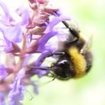 Bumble bees as pollinators?