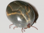 A fully fed Theileria tick.