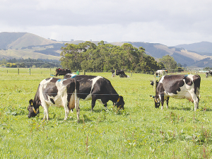 The trials at Massey have involved running 80 cows over pasture which incorporates ecotain plantain.
