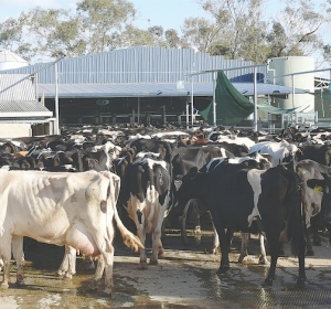 Call for mating data to lift Oz herd fertility