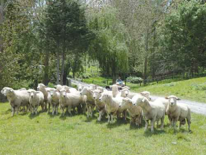 The health and longevity of commercial rams is an area where farmers can make a big impact.
