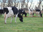 Cresslands’ 500-strong herd of Holstein Friesians are the result of almost a century of breeding.