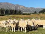 Breeder credits late uncle for hair sheep success