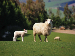 Early Weaning Lambs: What the Massey Trials Found