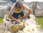 While the main use of Handypiece is sheep shearing, it is also finding favour with other operators.