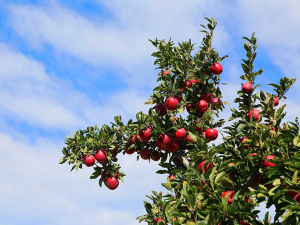 Envy apple sales soar in Taiwan amid growing demand for premium fruit