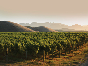 Photo Credit: New Zealand Winegrower.