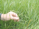 Farmers are being urged to do their homework before buying grass seed.