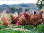 Test results to date from a small free-range layer chicken farm near Dunedin are negative for avian influenza.