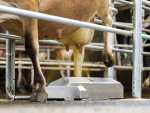 GEA launches AI-powered walkover teat sprayer