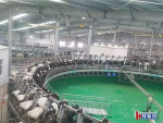 Twin Waikato Milking System rotaries on the China farm.