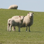 Farmer consultation on wool levy launched