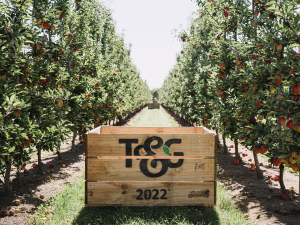 T&amp;G Global saw its operating profit plunge from a $20 million in 2022 to a whopping $46m loss last year.