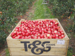 T&amp;G’s Apples business delivered a sustained uplift in performance.