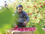 Apple and Pears NZ estimates the overall New Zealand crop will now be down 21% on the original January crop estimate. Photo Credit: Paul Sutherland