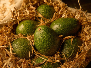 Avocados that once fetched $3.22 are now selling for a mere $1.25.