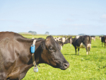 Matamata farmer Tony Hollinshead says the collars save a lot of guesswork.