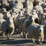 No EID for Aussie sheep