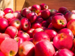 Risky apple and stonefruit material must be contained or destroyed — MPI
