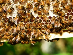 New Zealand agriculture stands to lose $295-728 million annually if the local honeybee population continues to decline.