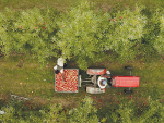 2024–25 apple harvest exceeds expectations, says Apples and Pears NZ CEO