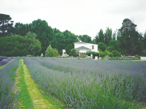 The original lavender farm, previously the Raumai Grange Lavender Farm, produced all the oils for Scully products. However, due to the growth of the business, it is no longer able to grow and harvest enough oil with locally sourced Lavandula angustifolia oil also now used in its products.