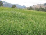 Pasture persists despite drought, pests