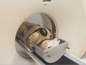 New scanner a boost to southern agriculture