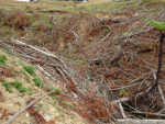 Typical example of forestry slash waste in stream. Photo Credit: Waikato Regional Council.