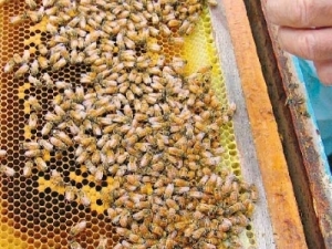 A steadily increasing number of students of all ages in Northland are training in apiculture.