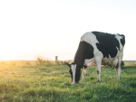 Managing Magnesium, Calcium, and Phosphorus in Late Lactation Dairy Cows