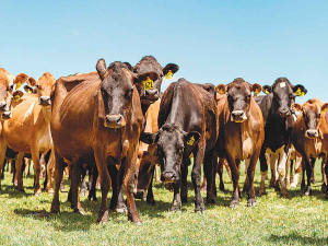 A dairy farmer has been fined $40,000 for breaking the tails of his cows.