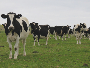 The median price for dairy farms per hectare has risen 50% over the past 12 months, says REINZ.