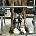 Conviction quashing not a precedent