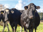 BCS Targets: Why Body Condition Score Matters at Calving
